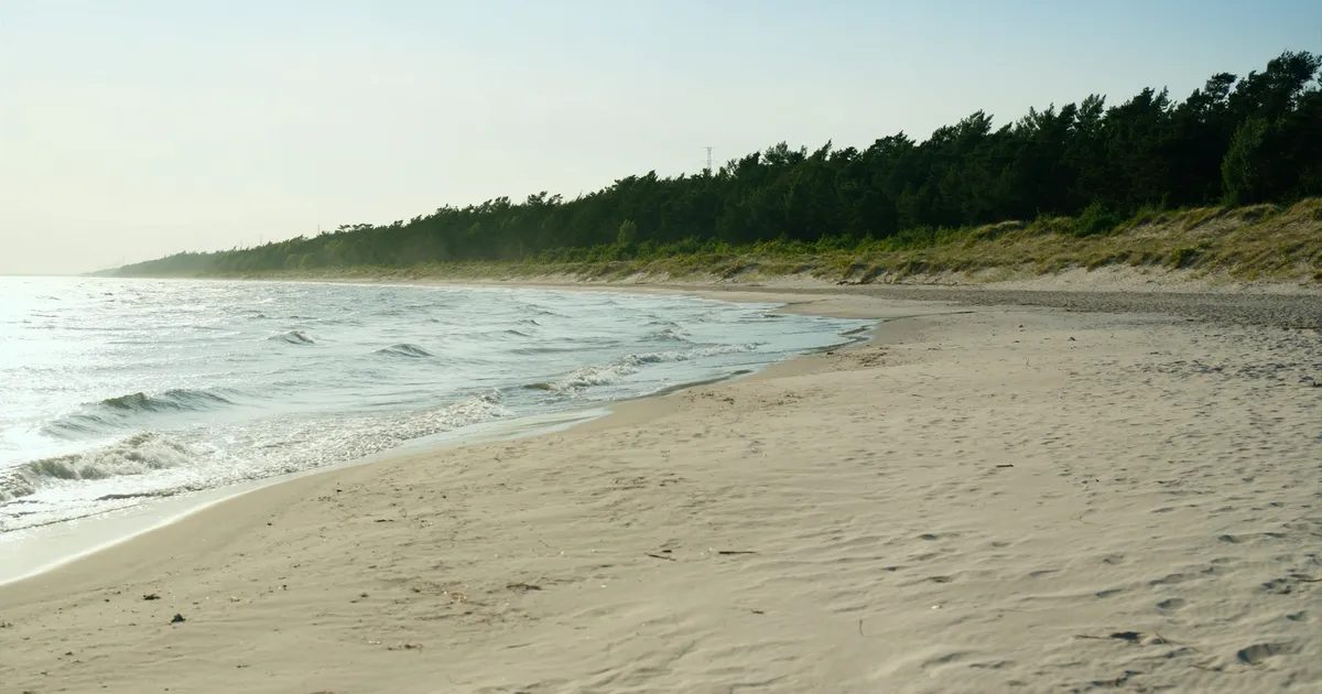 Szeroka piaszczysta plaża nad Zatoką Gdańską z pasem sosnowego lasu i wydmami w tle, płaskie wybrzeże bez skał